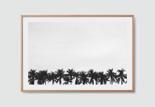 RIO Palms