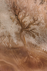 Sand Tree