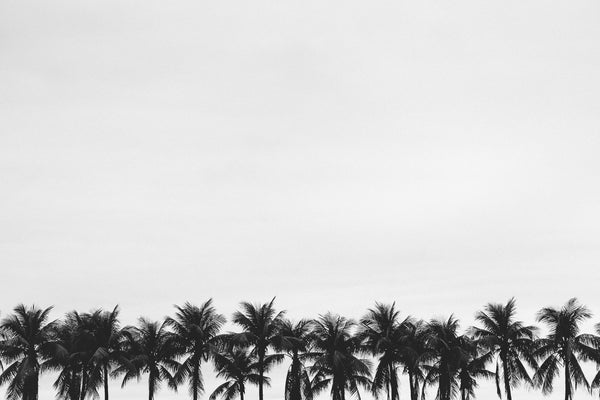 RIO Palms
